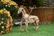 3D пазл UGEARS механічний "Кінь" 6333809 фото 7 Mams family